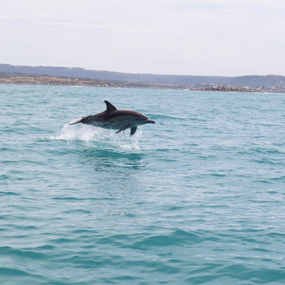We are jumping into this warm weather just like this Common Dolphin! 😍