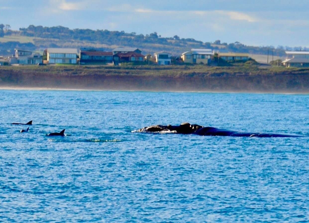 A pod of dolphins hanging around with a Southern Right Whale, spotted off Middleton on our Southern Ocean Adventure Tour. 

Great photo captured by one of our passengers!

#southernrightwhale #dolphins #whalewatching #whalewatchingtour #ecotourism #m