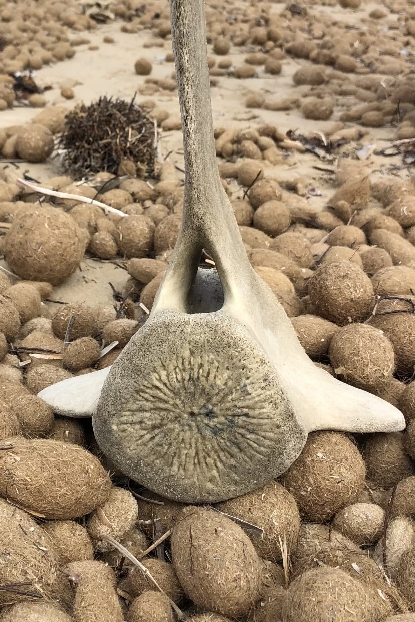 whale bone image.jpg