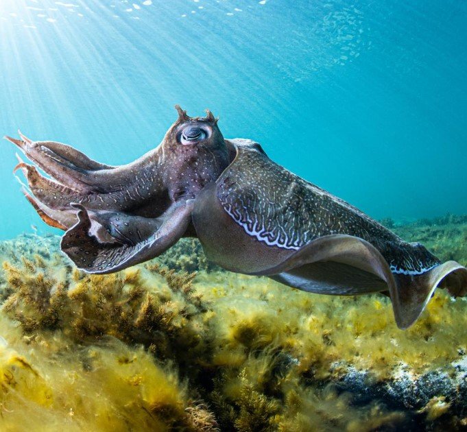 Giant Cuttlefish