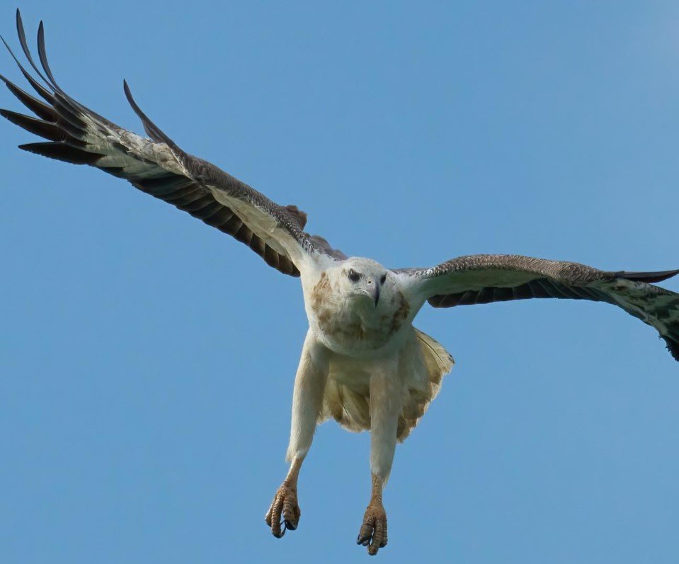 White-Bellied Sea Eagle