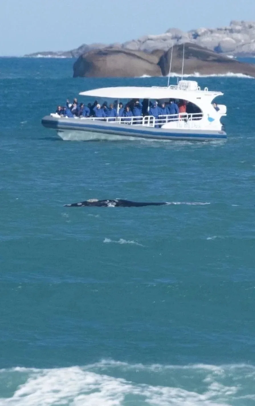 Pullen_Whale.jpg
