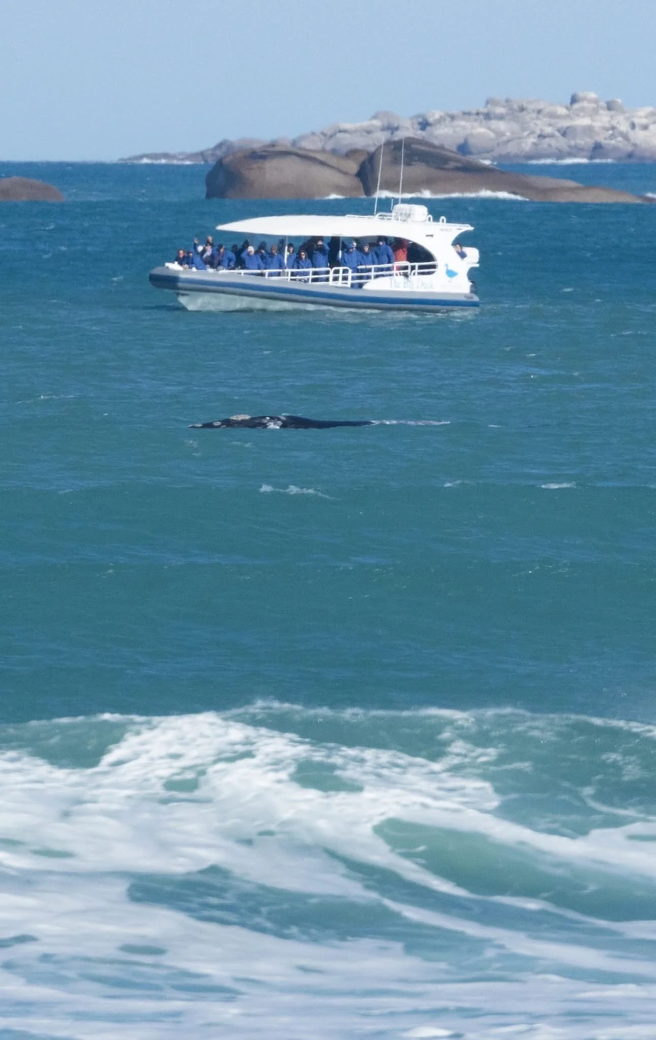 Pullen_Whale.jpg