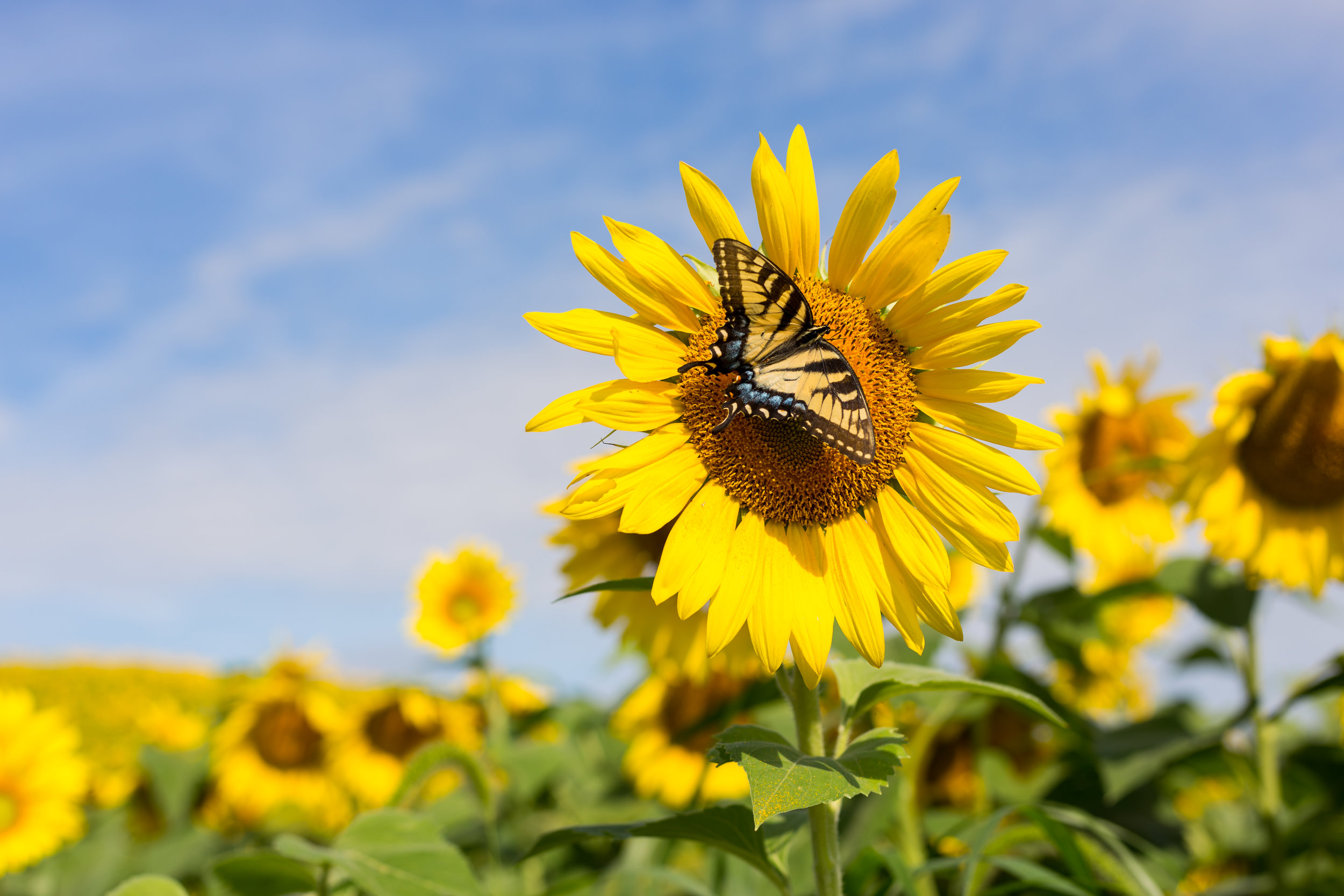 We had a little visitor during one of our photo sessions!