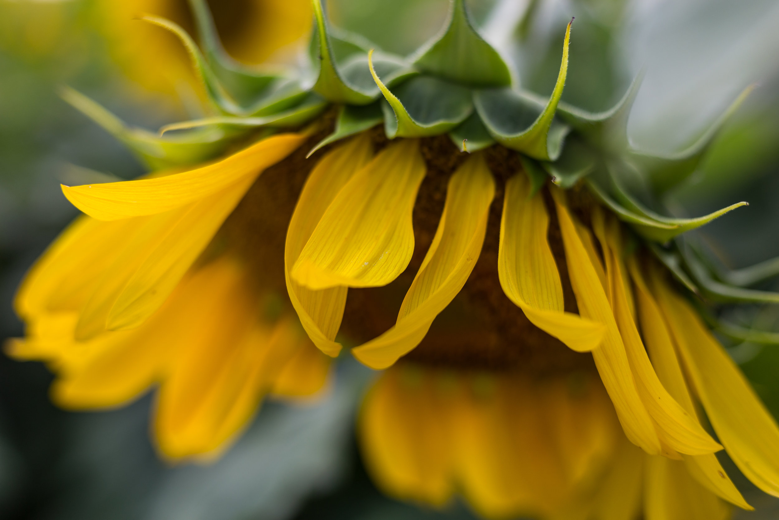 Already looking forward until next years bloom!