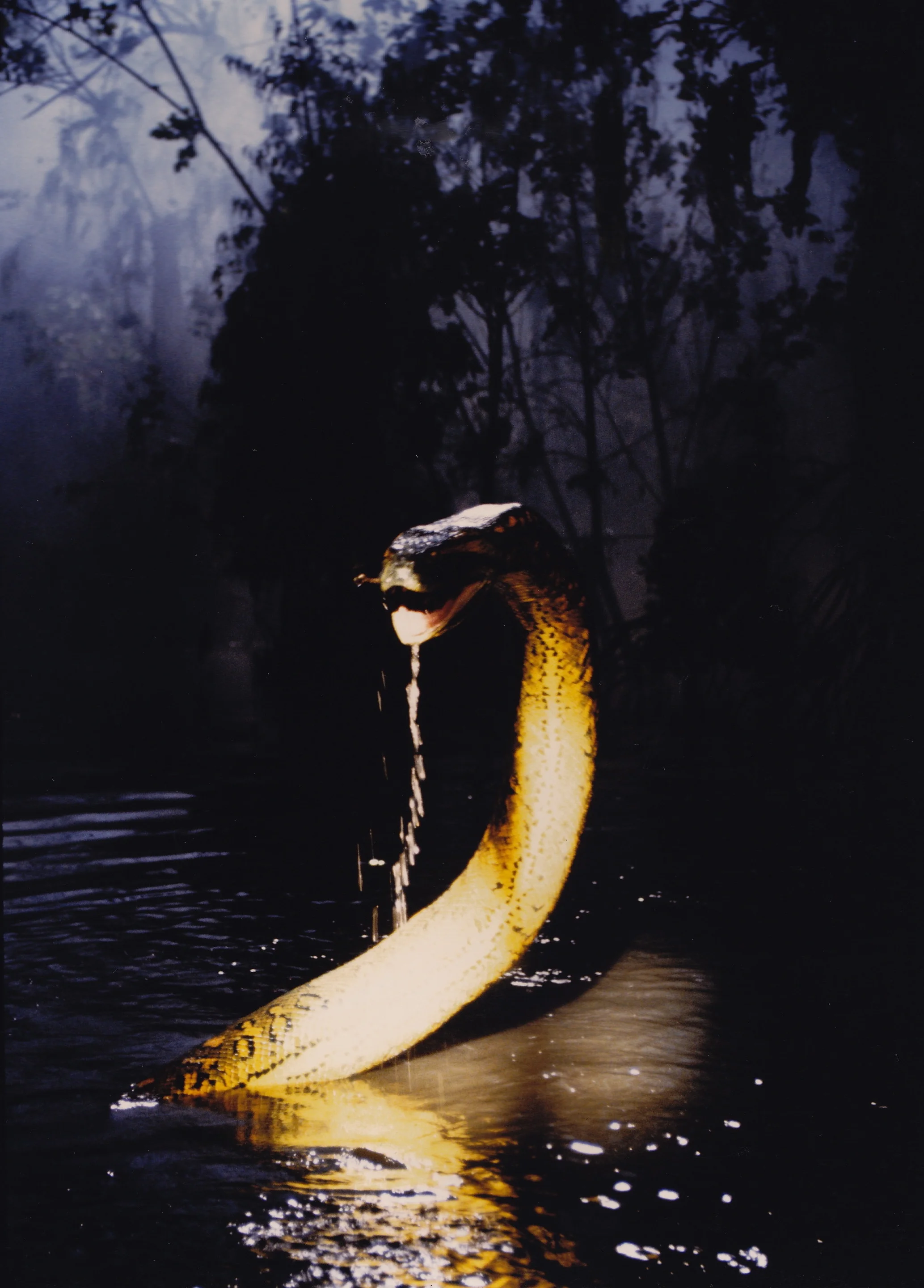 ANACONDA.jpg