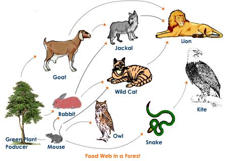 food web website.jpg