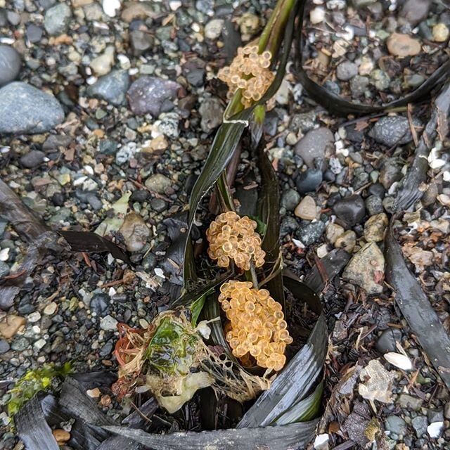 Eggs on the beach, dog on a log and a special shell 🐟🦀🏖️🐕🌲🌳🐚😊