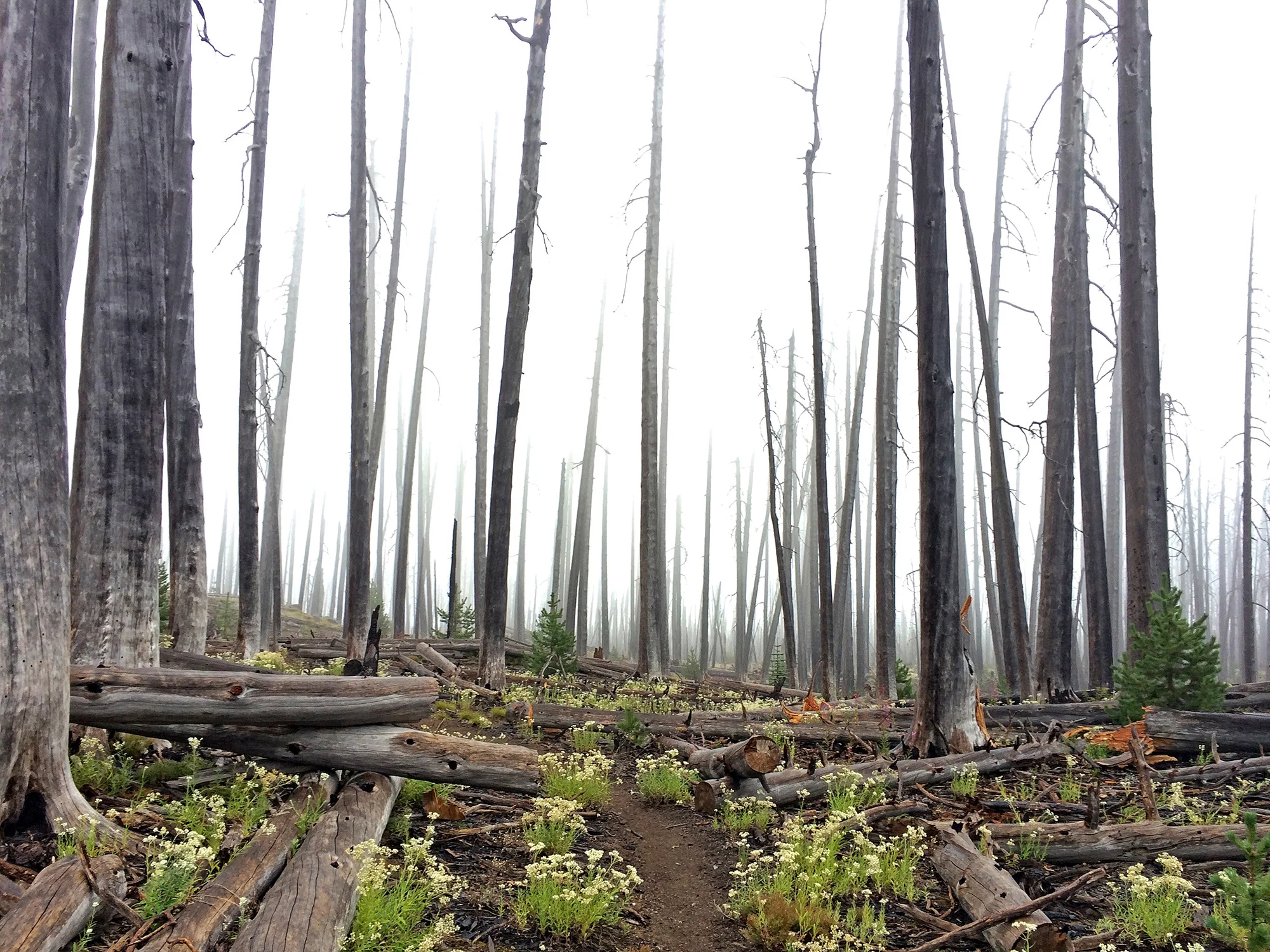 OR-PCT_GhostForest_EB1760.jpg