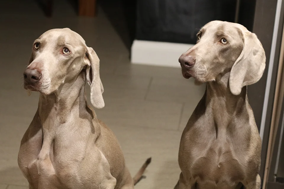 The pups loved it - they even got some scraps!