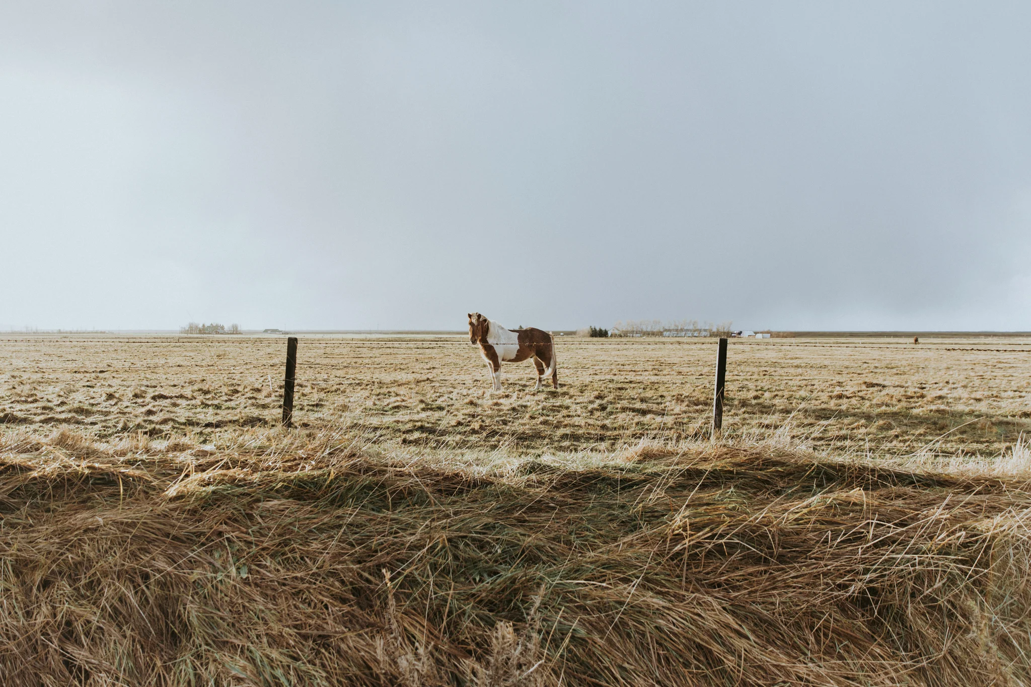 iceland_0604.jpg