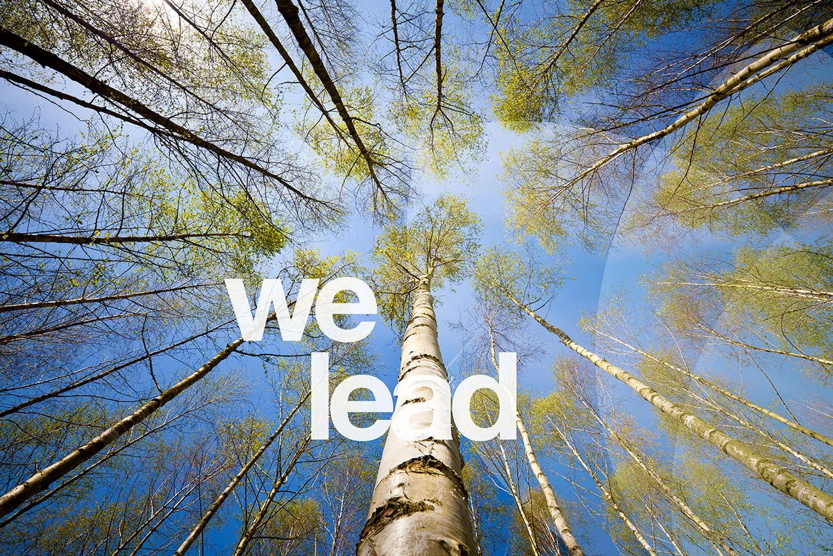 A_we-lead_trees_sm.jpg
