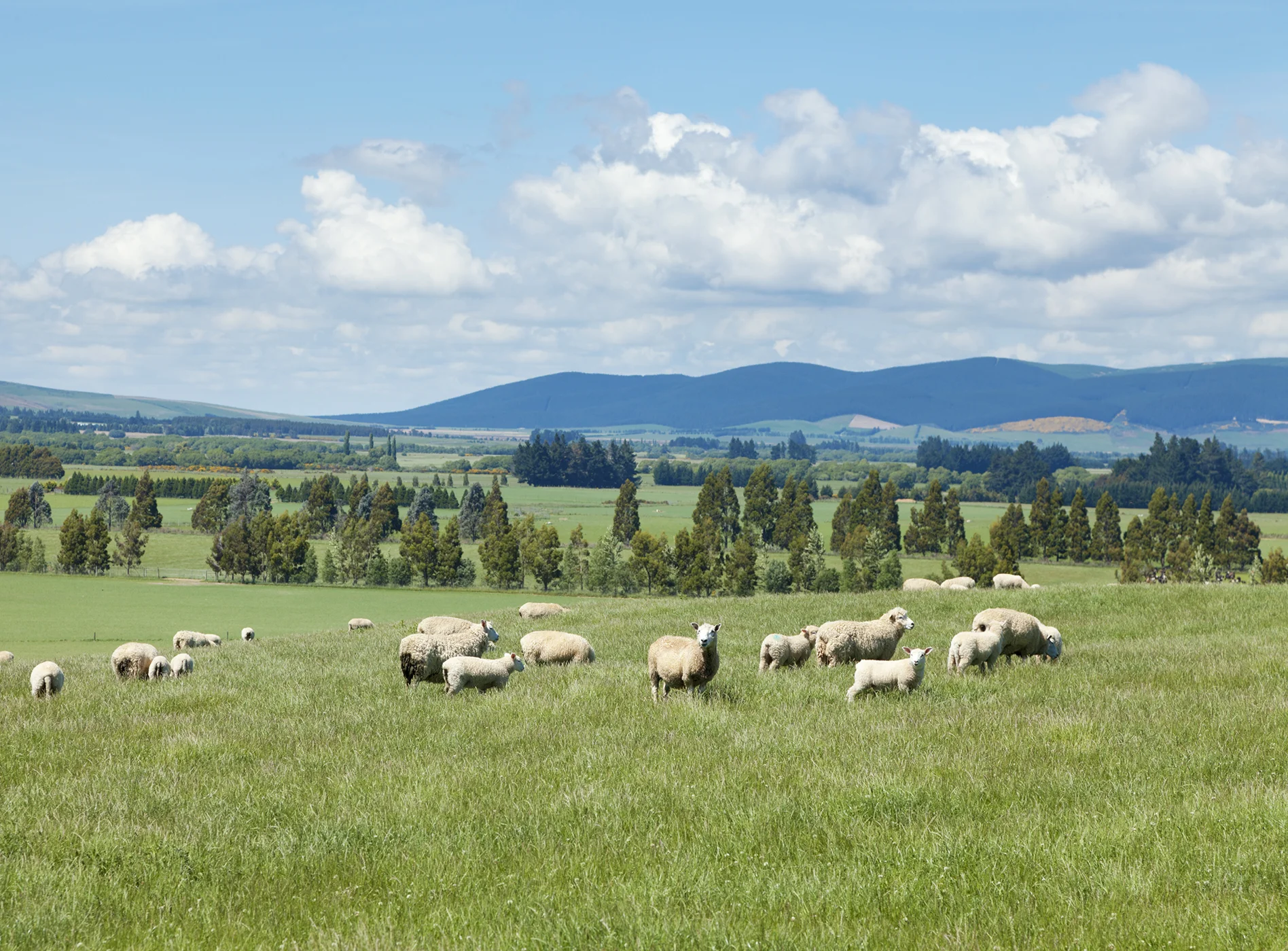 lr_Sheep-Grazing-000017059620_Full.jpg