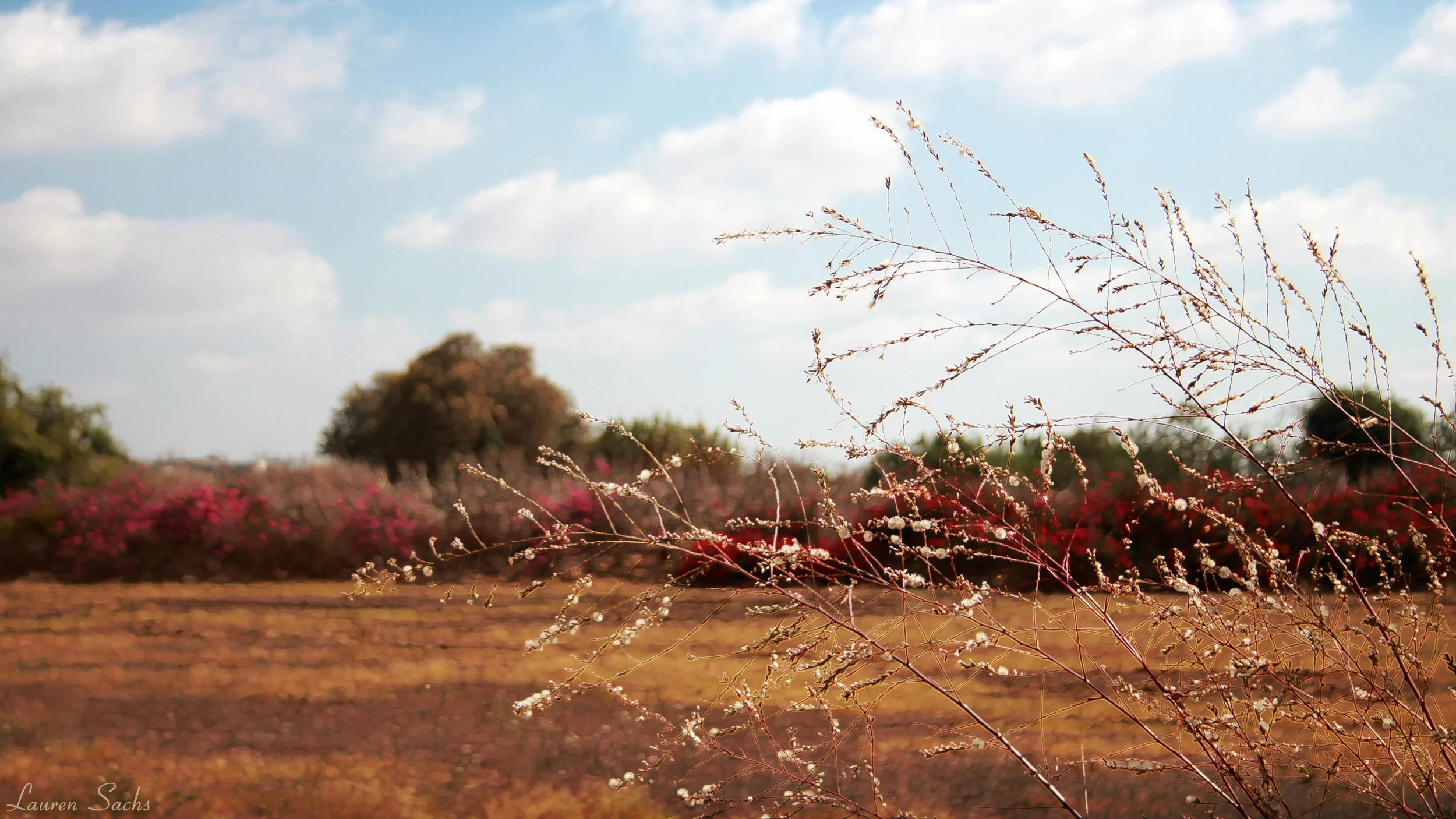 Lauren Sachs - Landscape highres.jpg