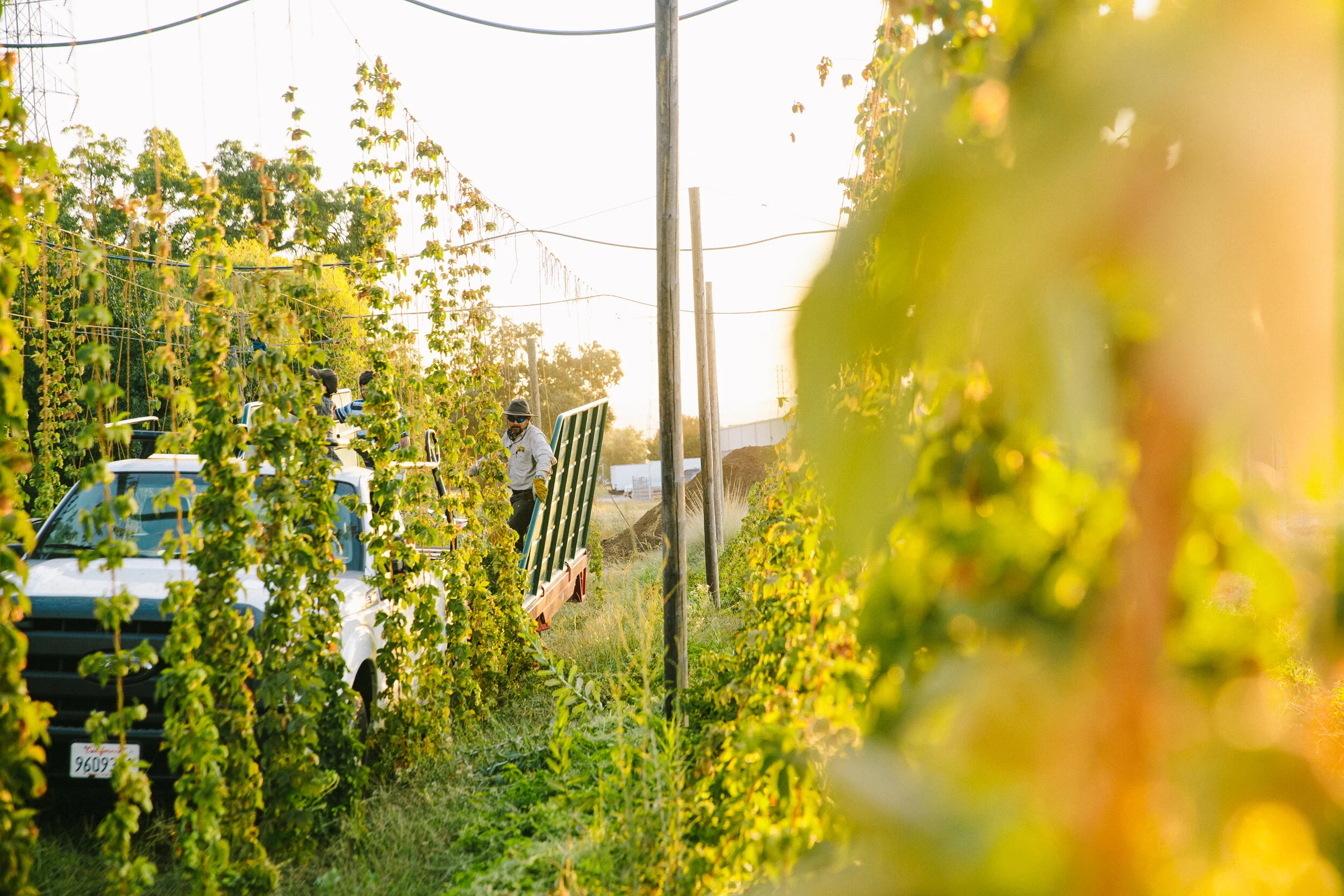19.SN_Hopp Harvest_8.22.19.jpg
