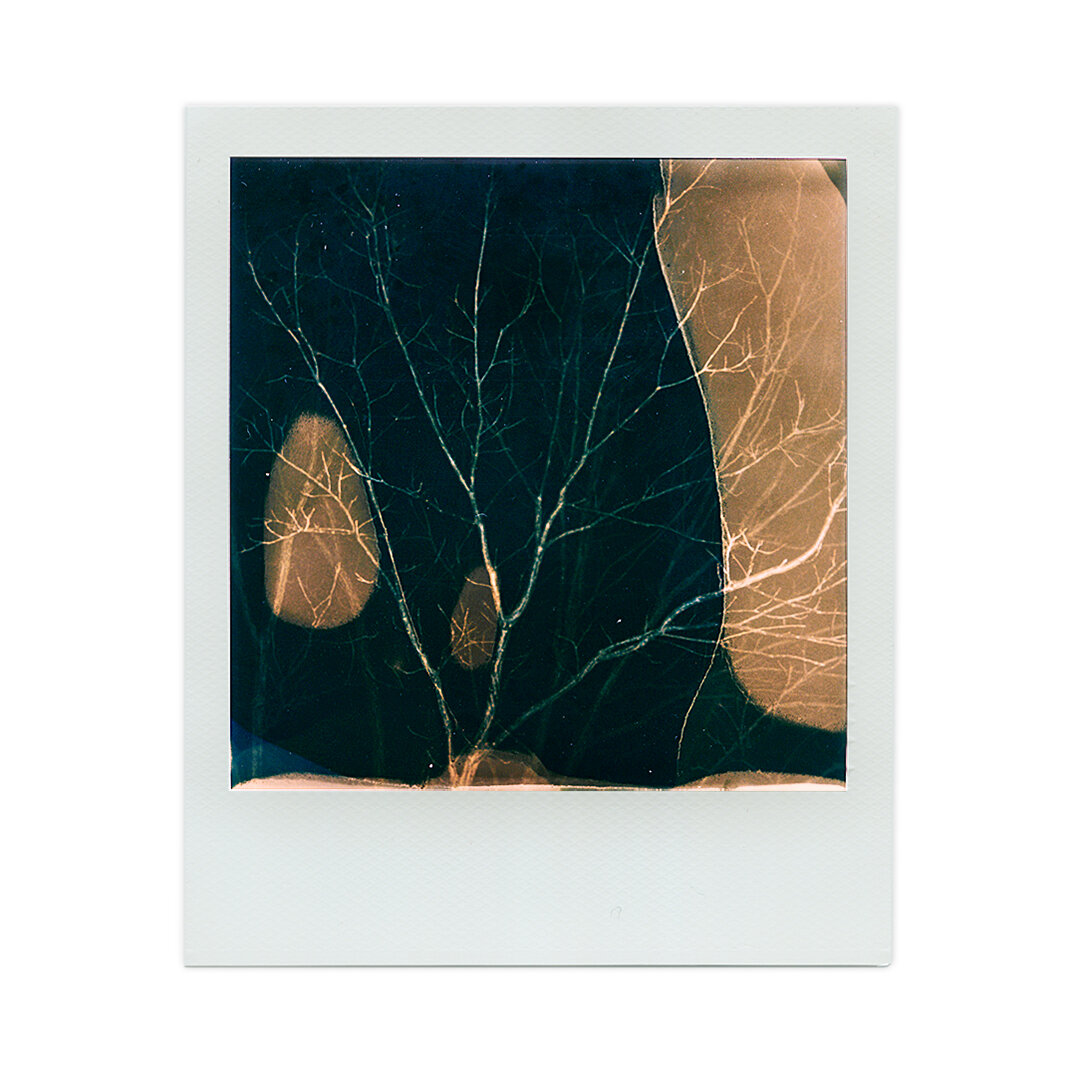 PolaroidProject_010121_KL.jpg