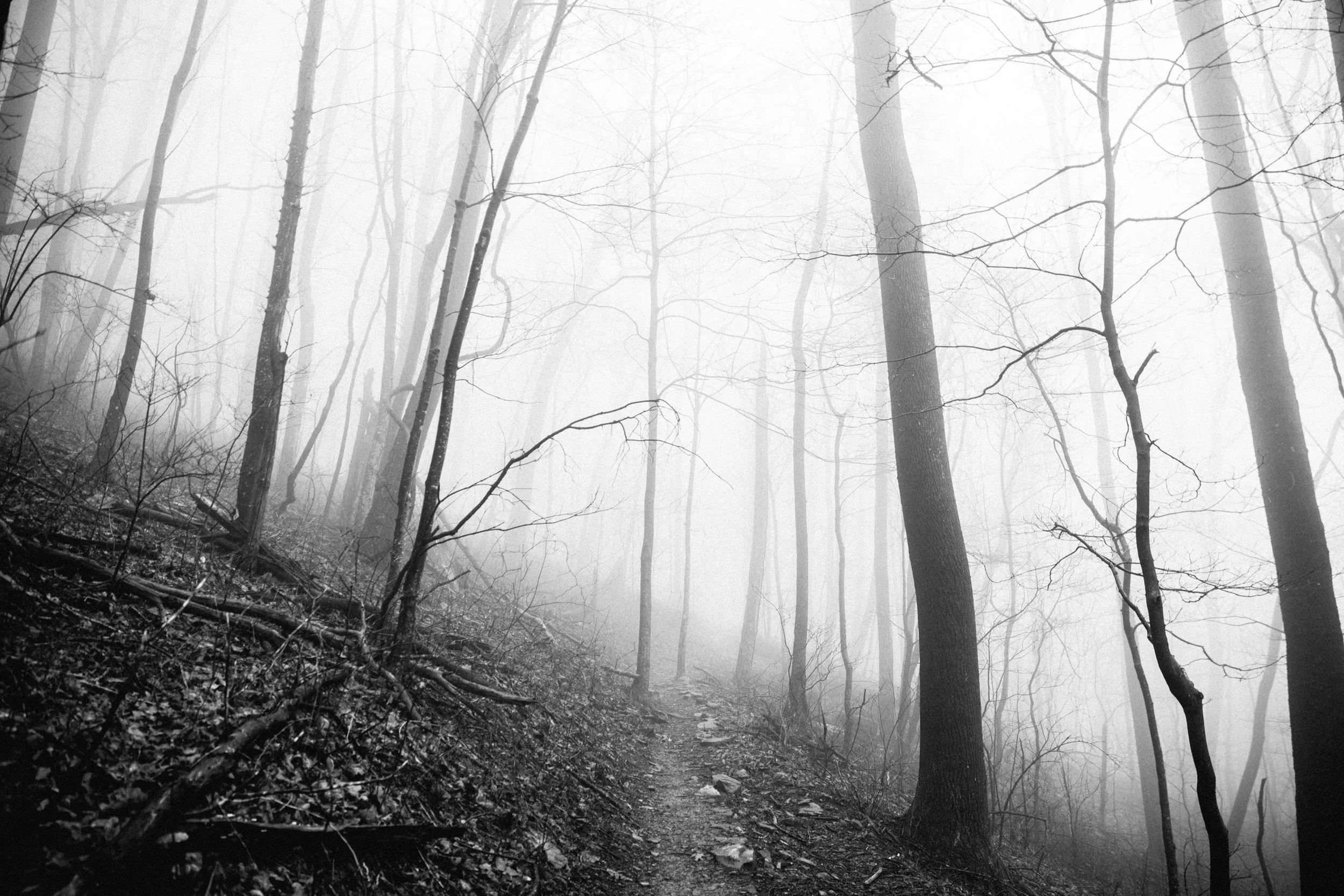 01.trees.JPG