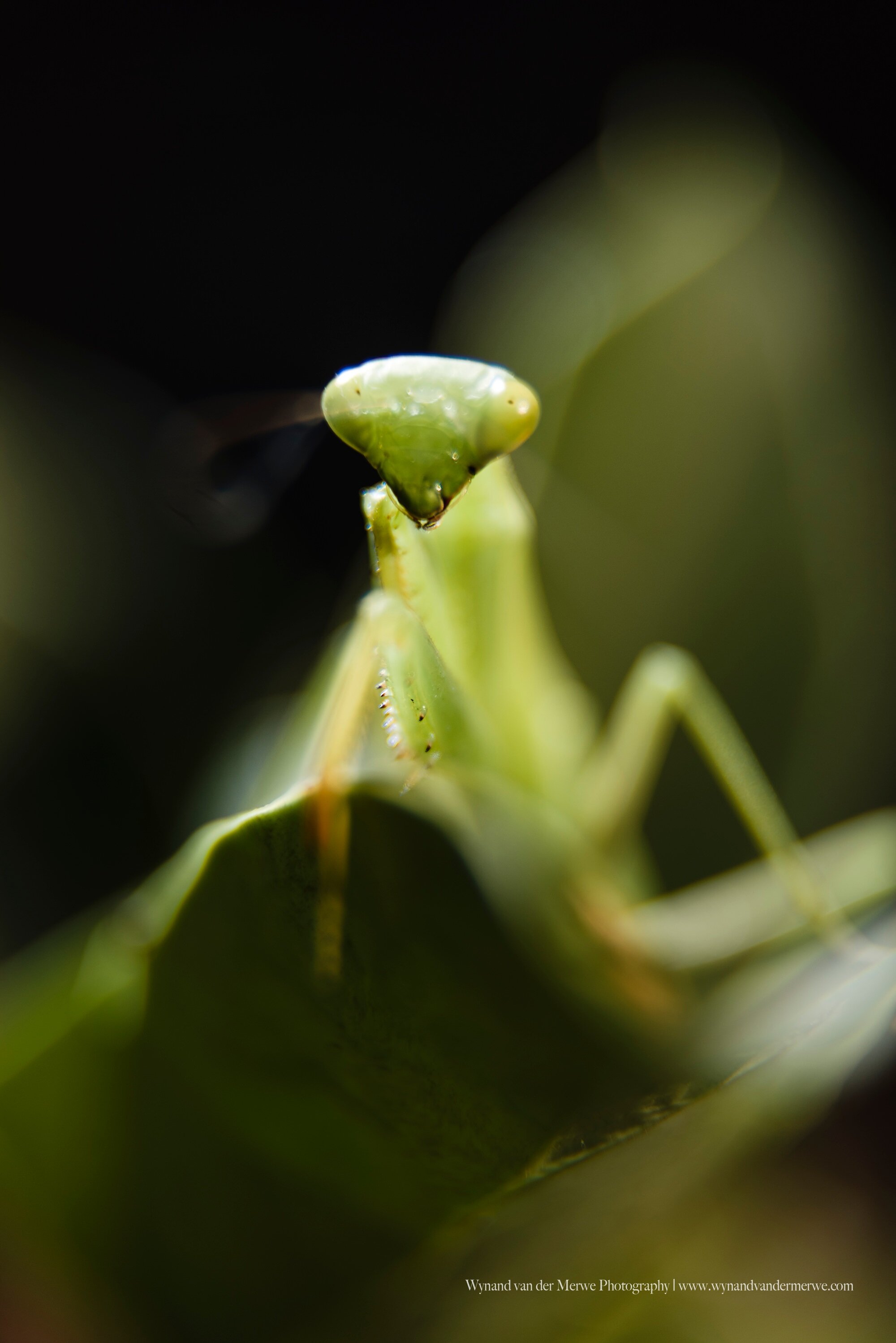 Praying Mantis