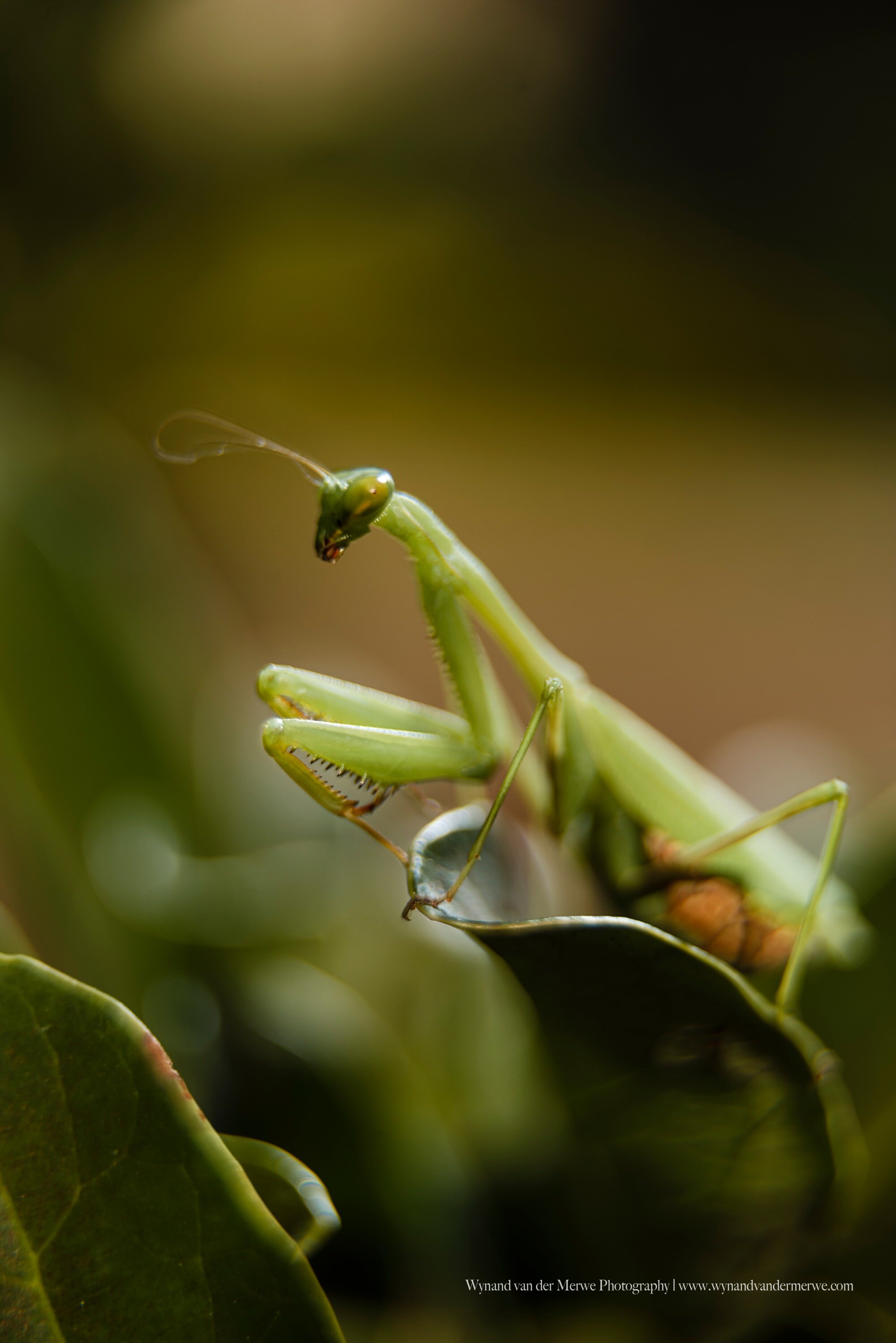 Praying Mantis