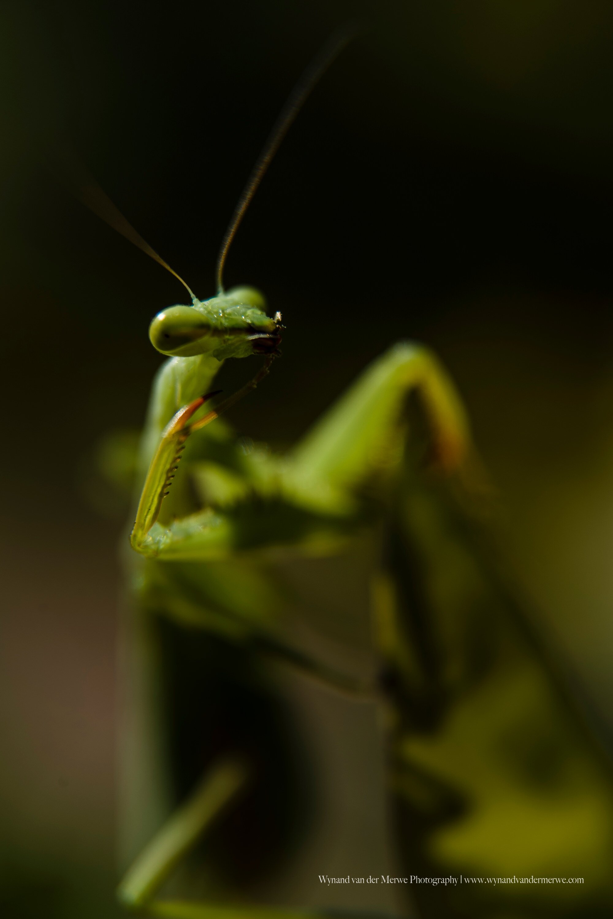 Praying Mantis