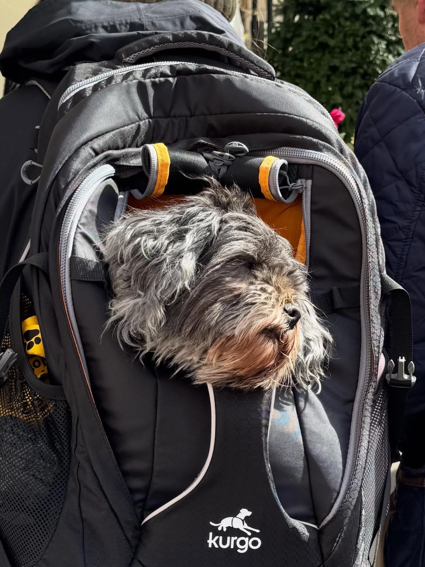 Cute alert at Richmond market today! 
 💜 Pooches in pouches 💜

@richmondlocals @richmond_council @myrichmond.London @secretrichmond @therichmonder @richmonds_best @berichmonduk @richmonderfoodie @richmondfoodlover @independent_Richmond @richmondsoc
