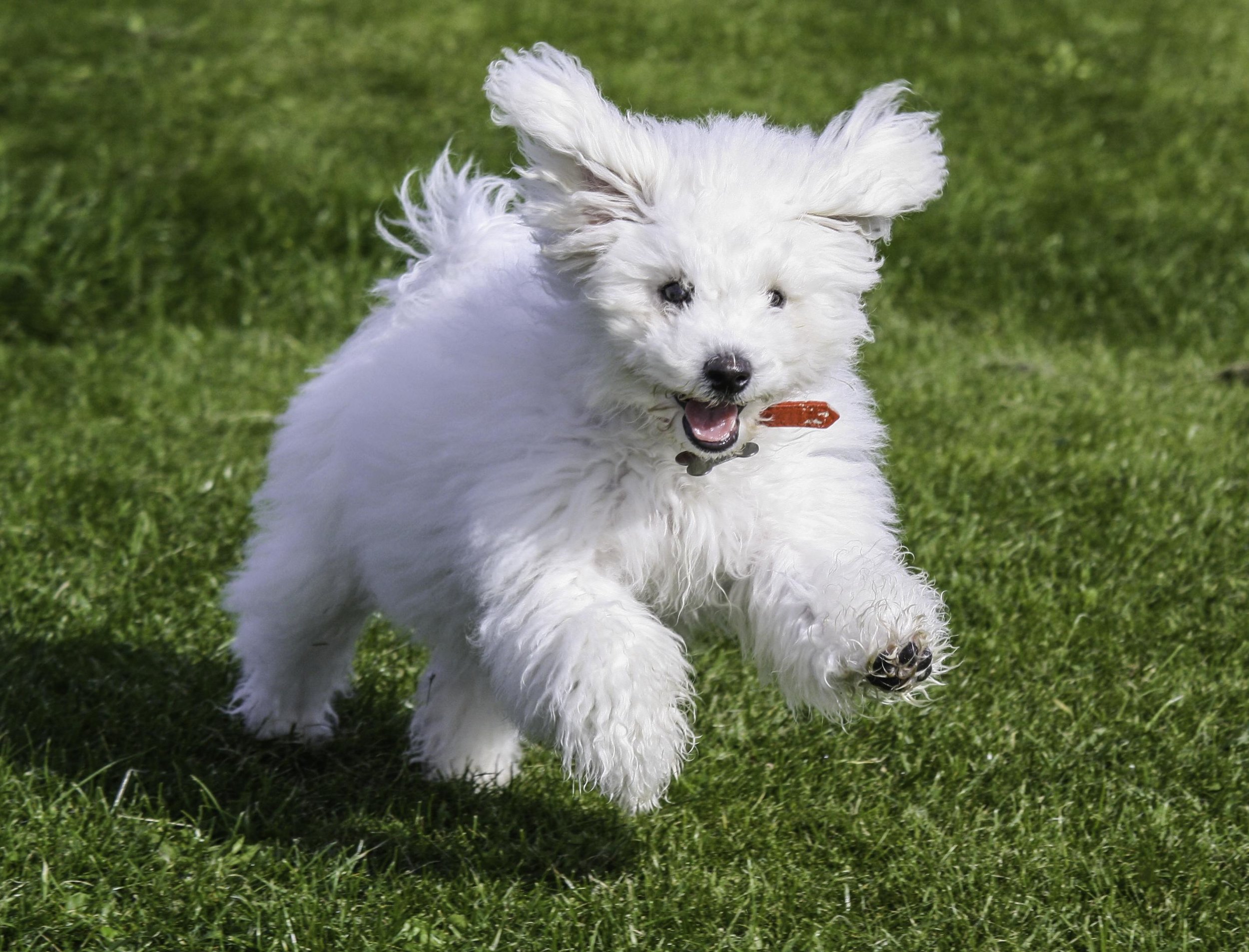 white puppy running.jpg