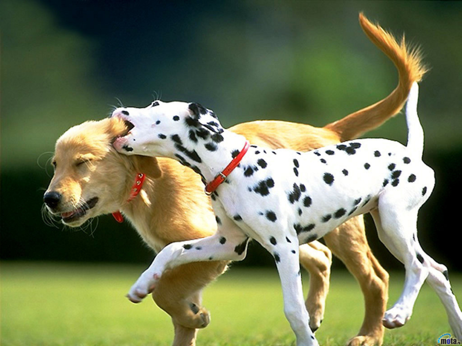lab and dalmation puppies.jpg