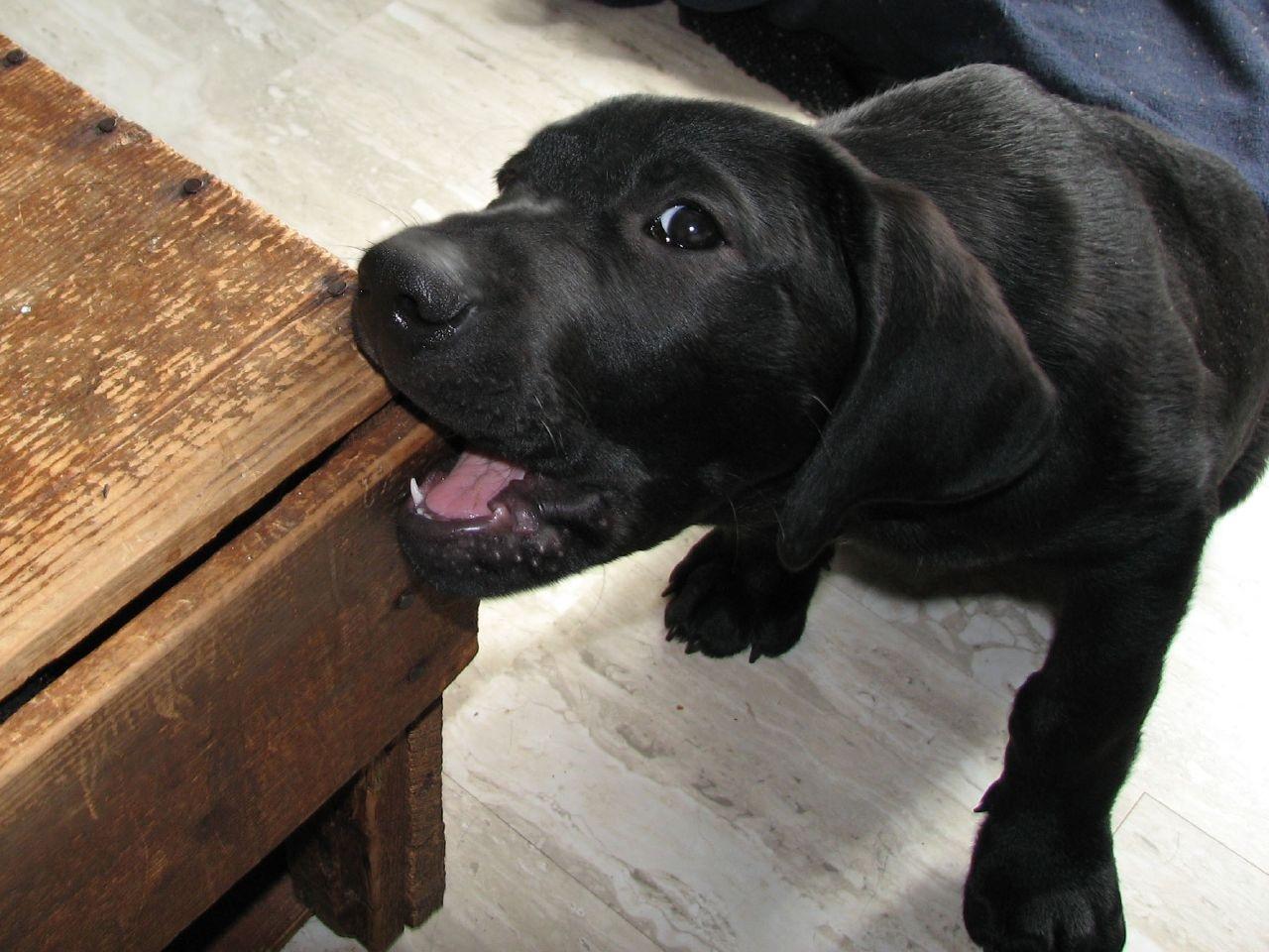 black-labrador-retriever-male-puppy-dog-teeth-black-puppy-1132121959.jpg