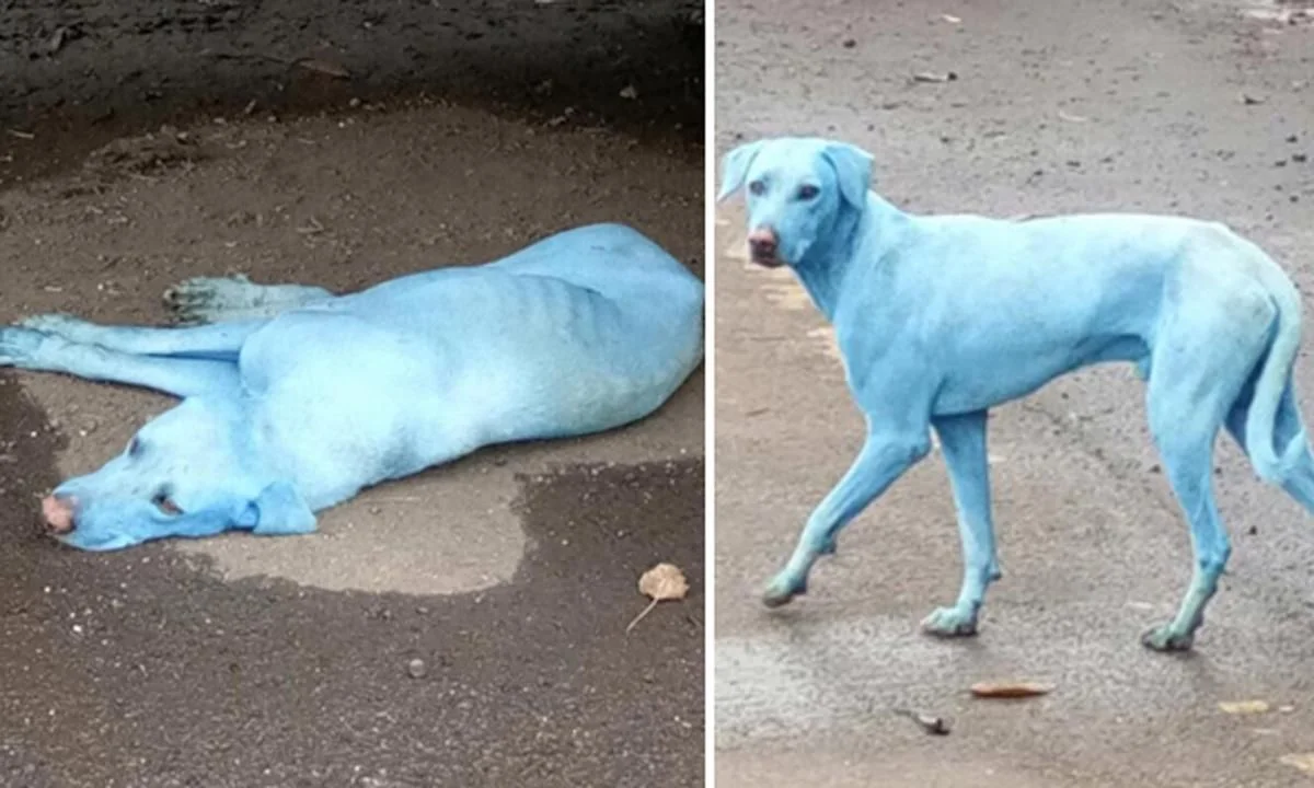 Photo credit: 7 News - The blue dogs of Mumbai (swimming in rivers contaminated with clothing dye). 