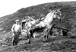 Då engelskmennene skulle jakta rein i Aurland