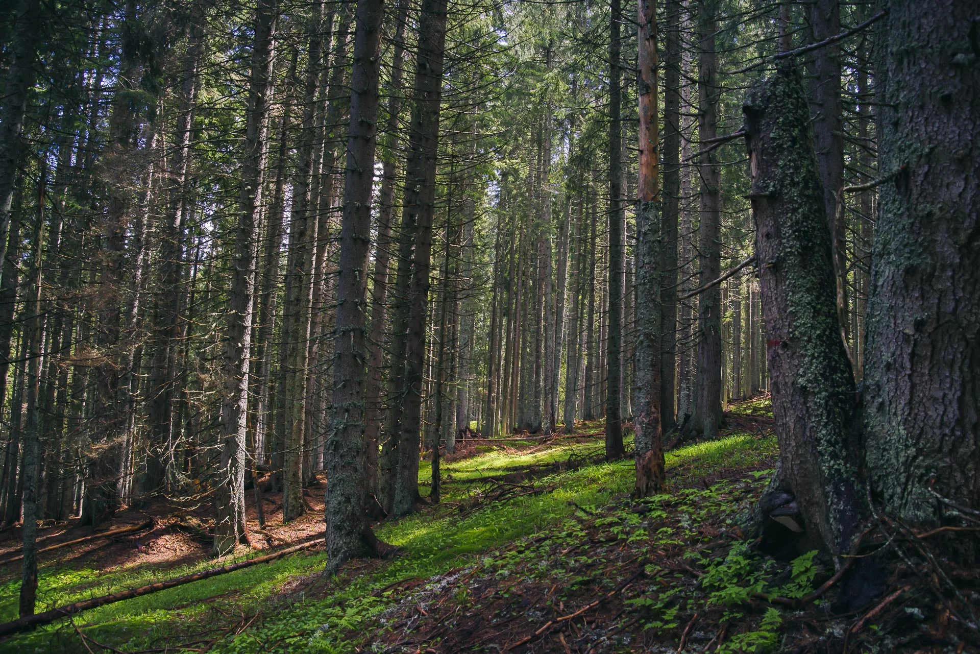 The call of the wild - Il richiamo della foresta