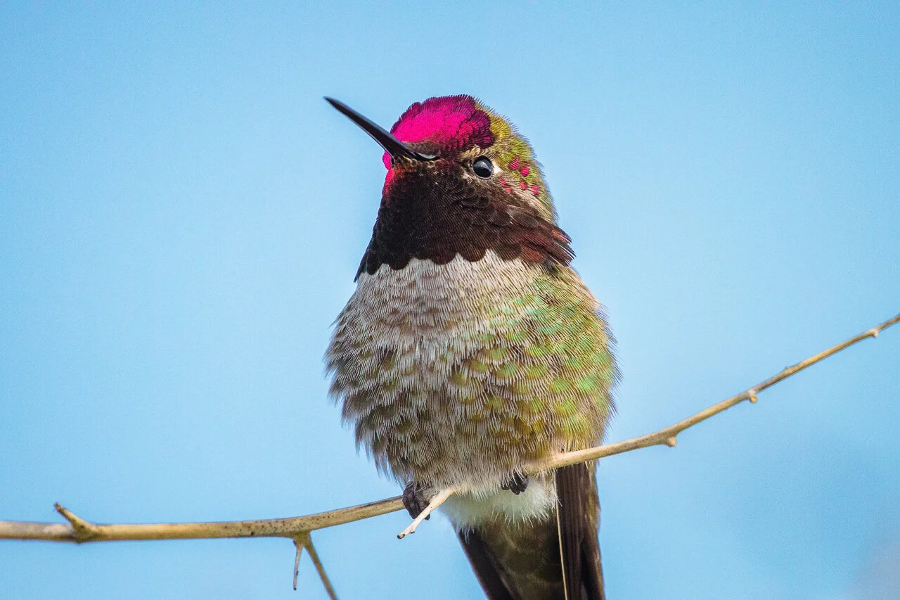 Serie Natura - Uccelli