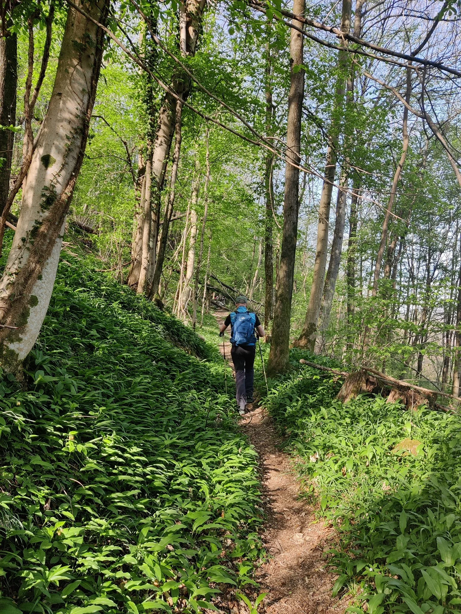 CAI 747 - Da Scrutto a Tribil Superiore