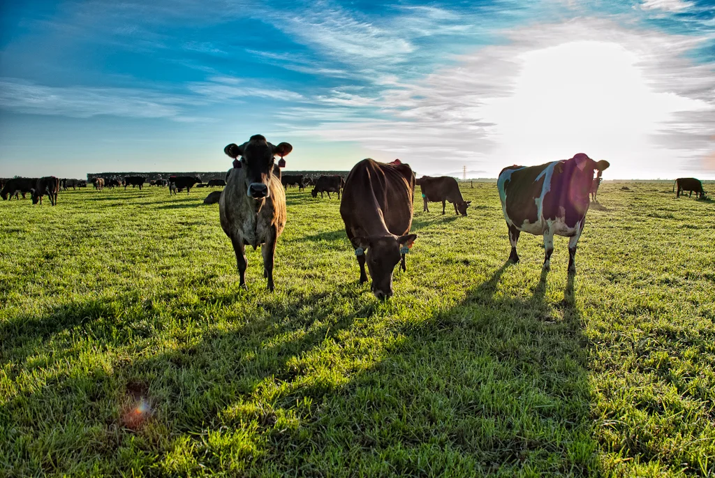 SYNLAIT, NZ. Understanding the role of dairy in sustainability, to repurpose Synlait as a global leader for 21st century dairy nutrition.