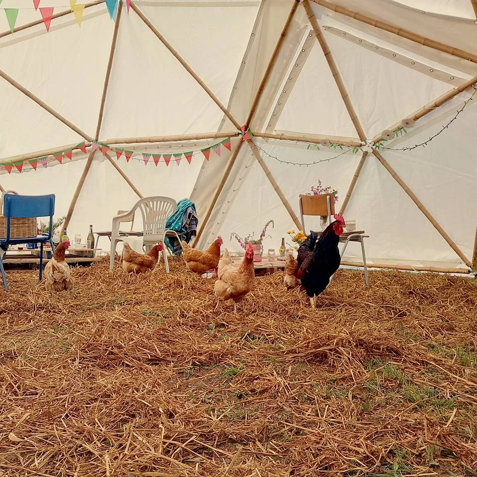 Chickens.jpg