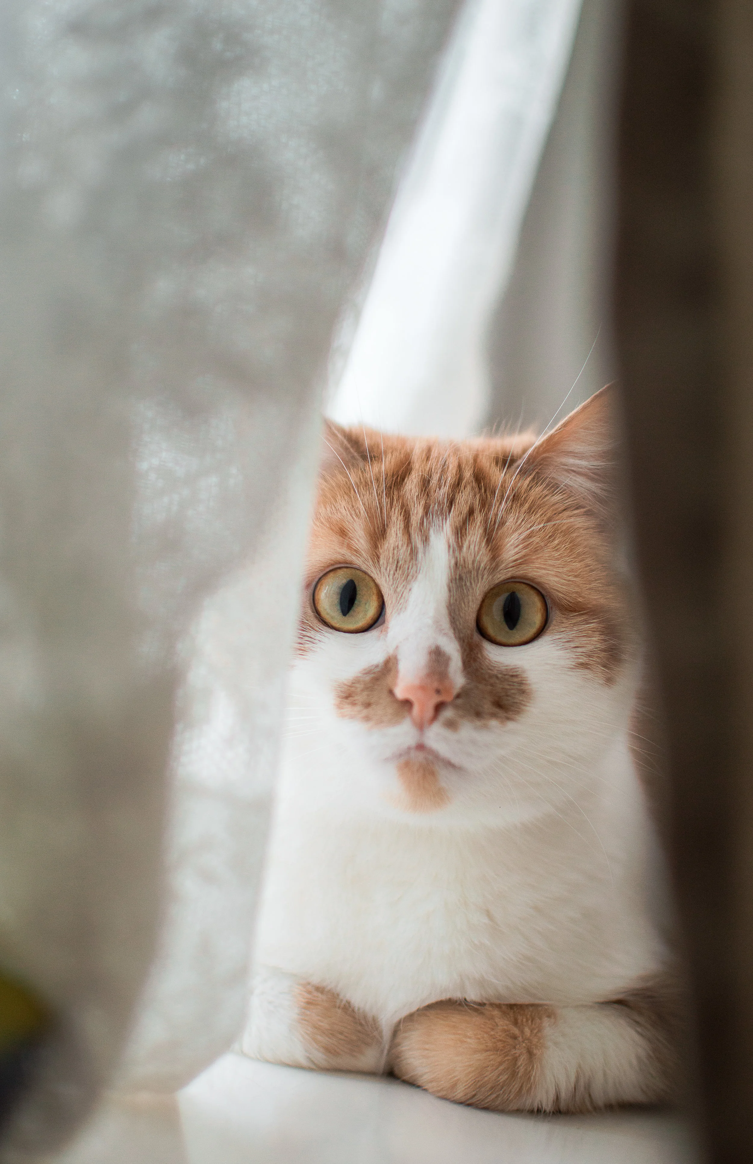 This dashing chap is the only reason we rented the apartment. Everything is better with cats.