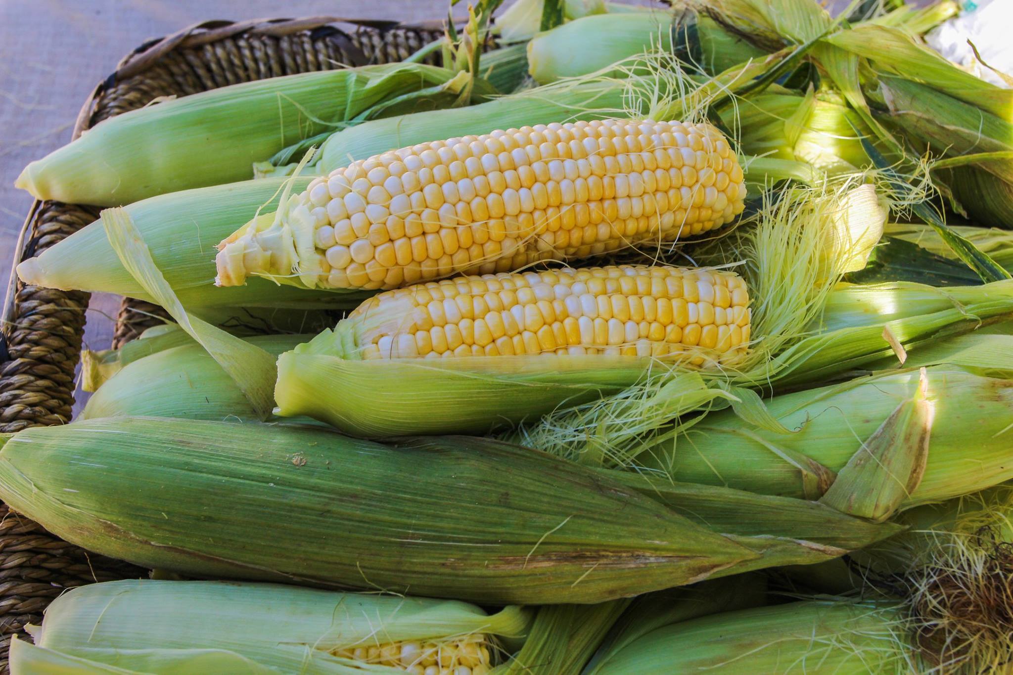 Corn.jpg
