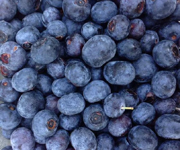 blueberries.jpg