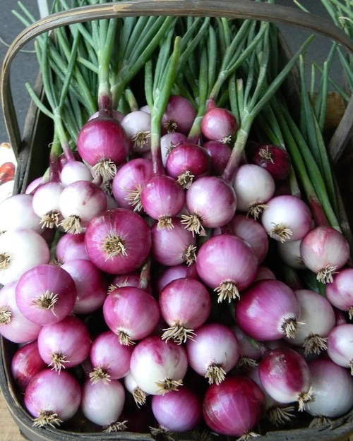 Weekly Market