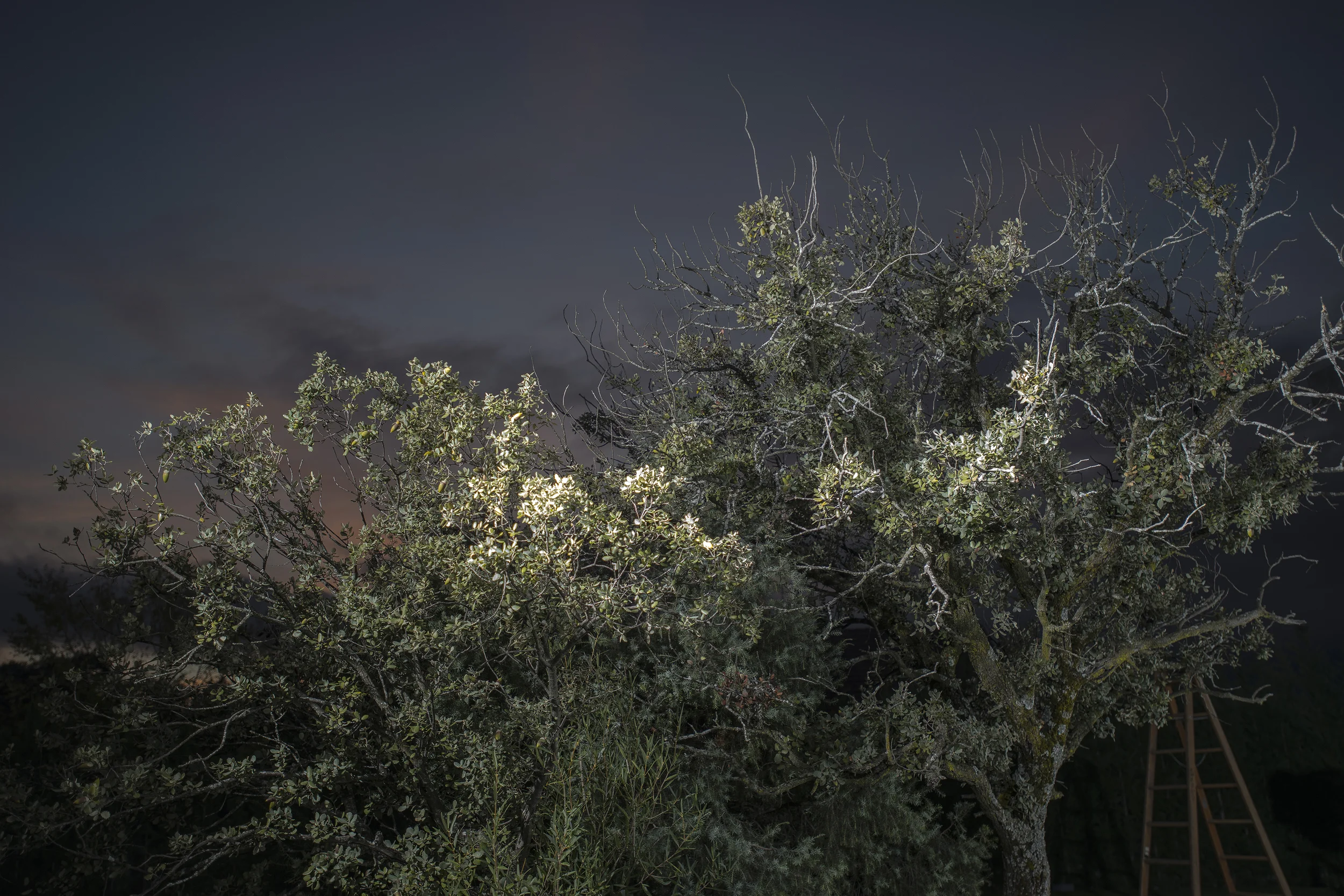 tree light.jpg