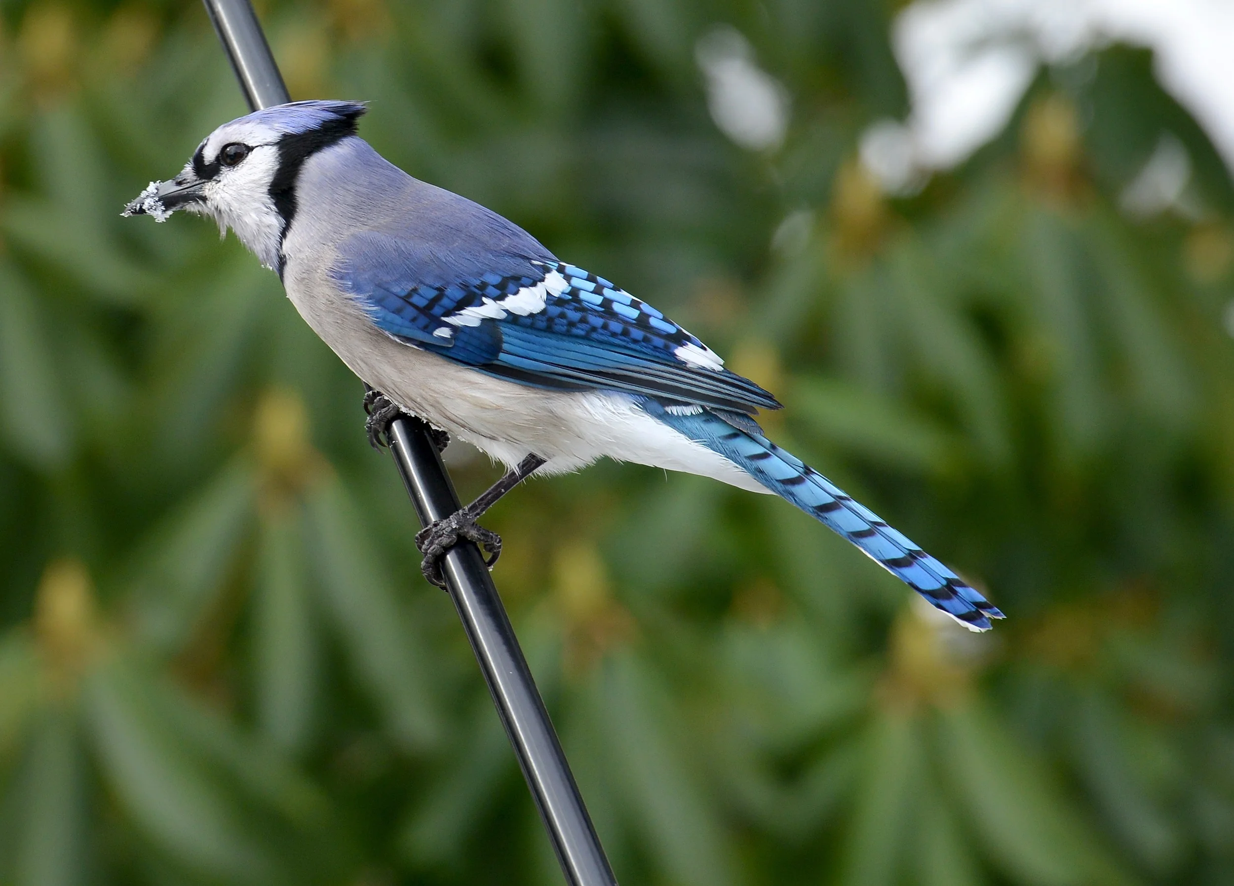 bird 5.jpg