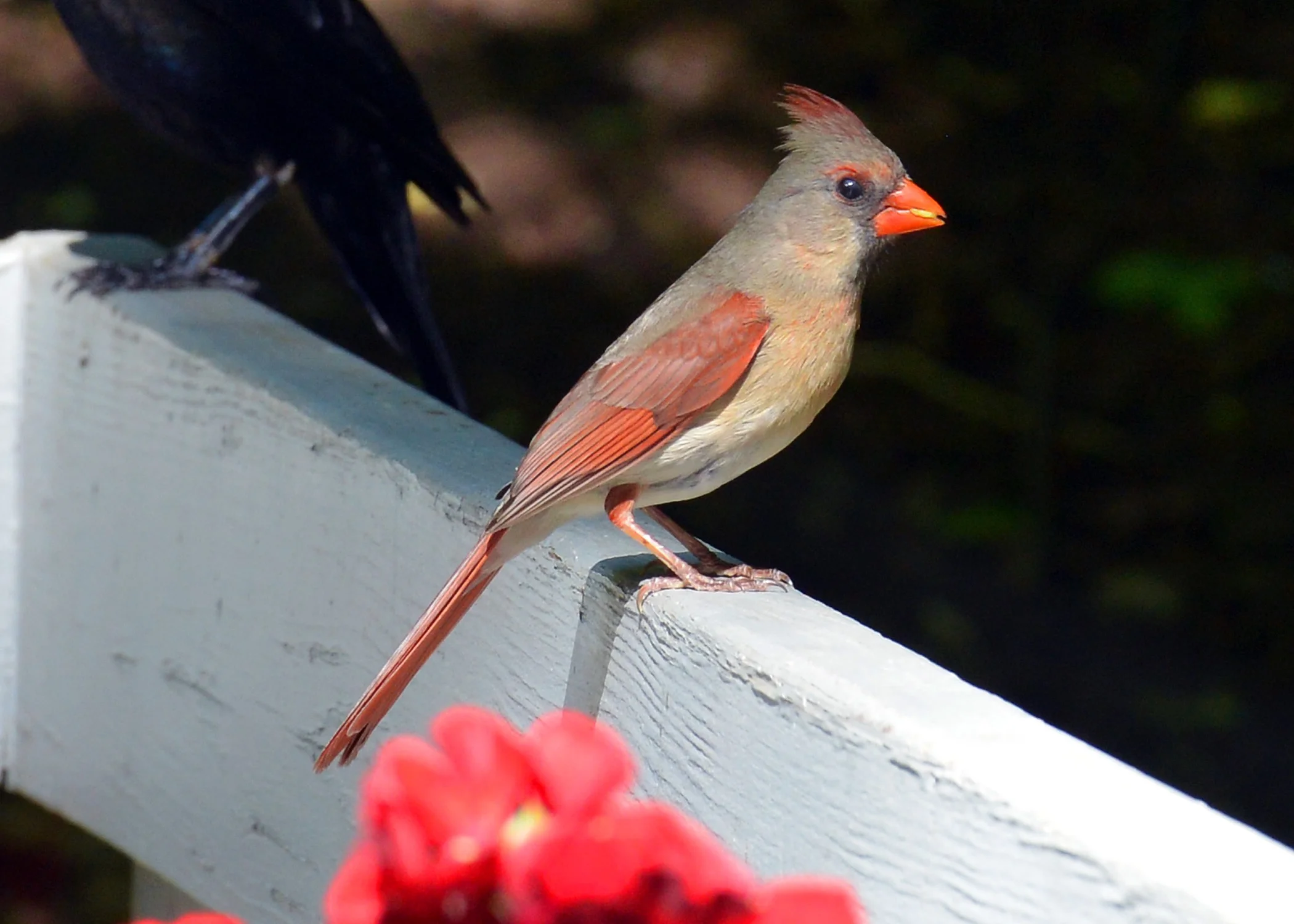 DSC_1555.jpg