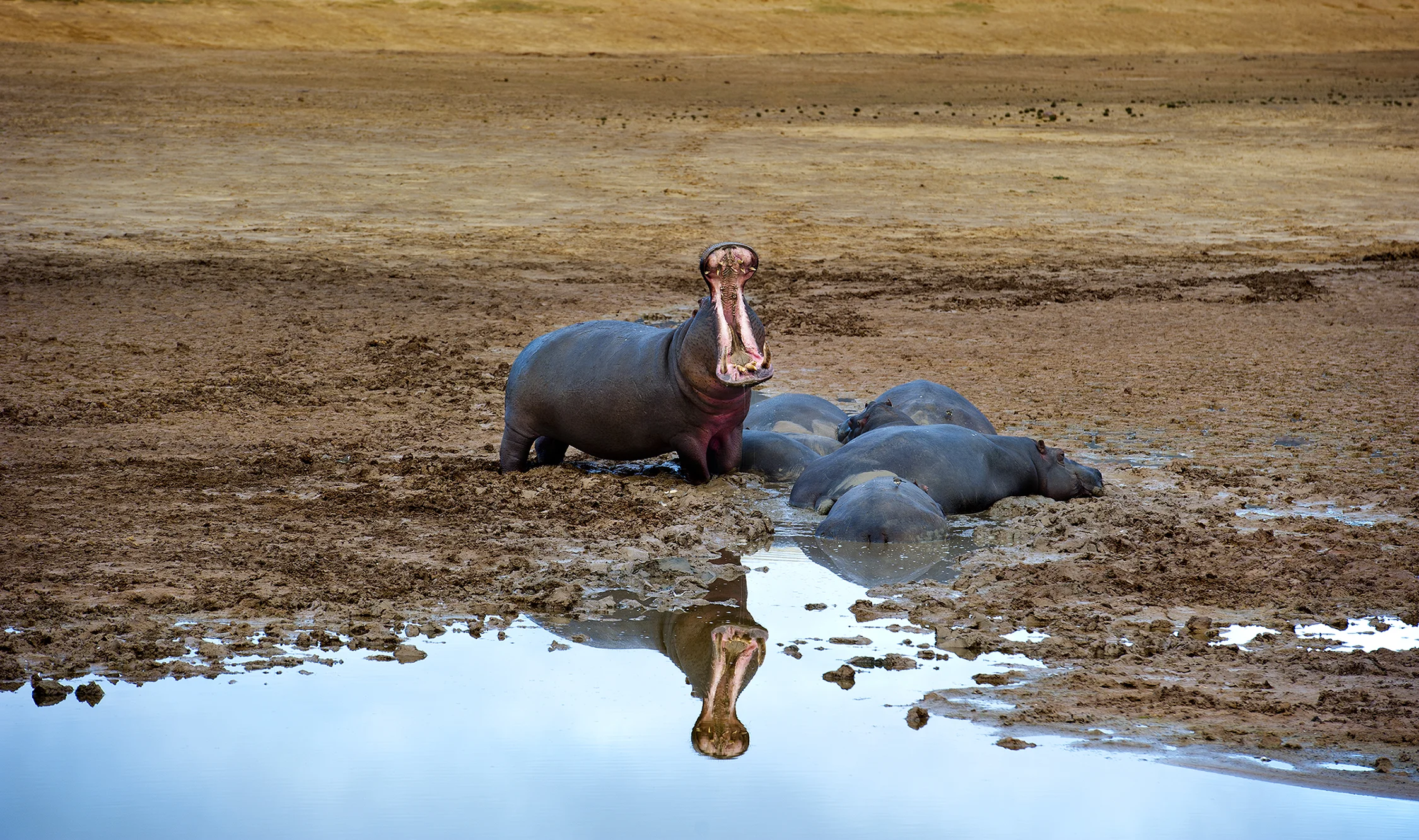 hippo color1 24.jpg