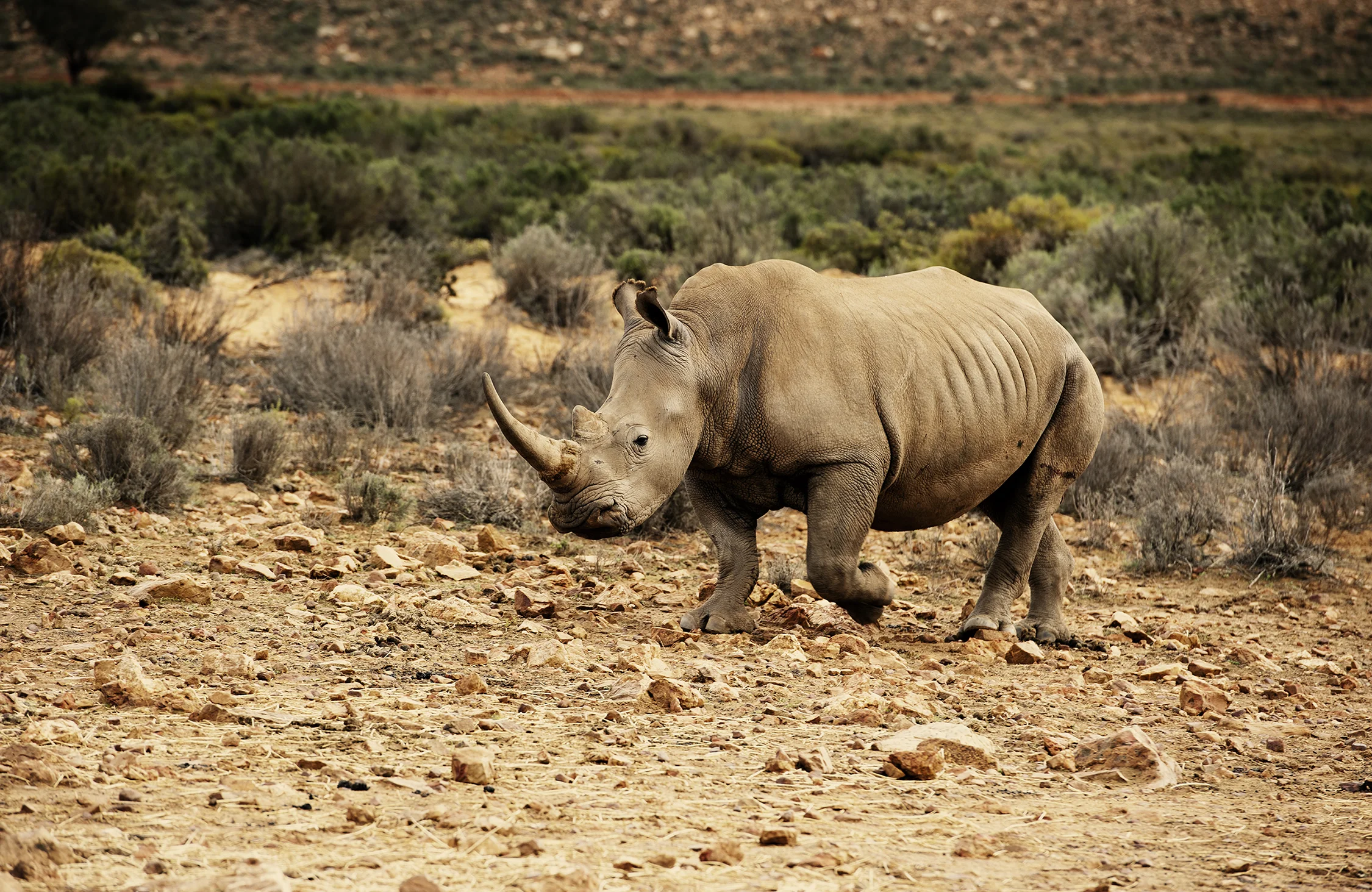 rhino lone1 20by13.jpg