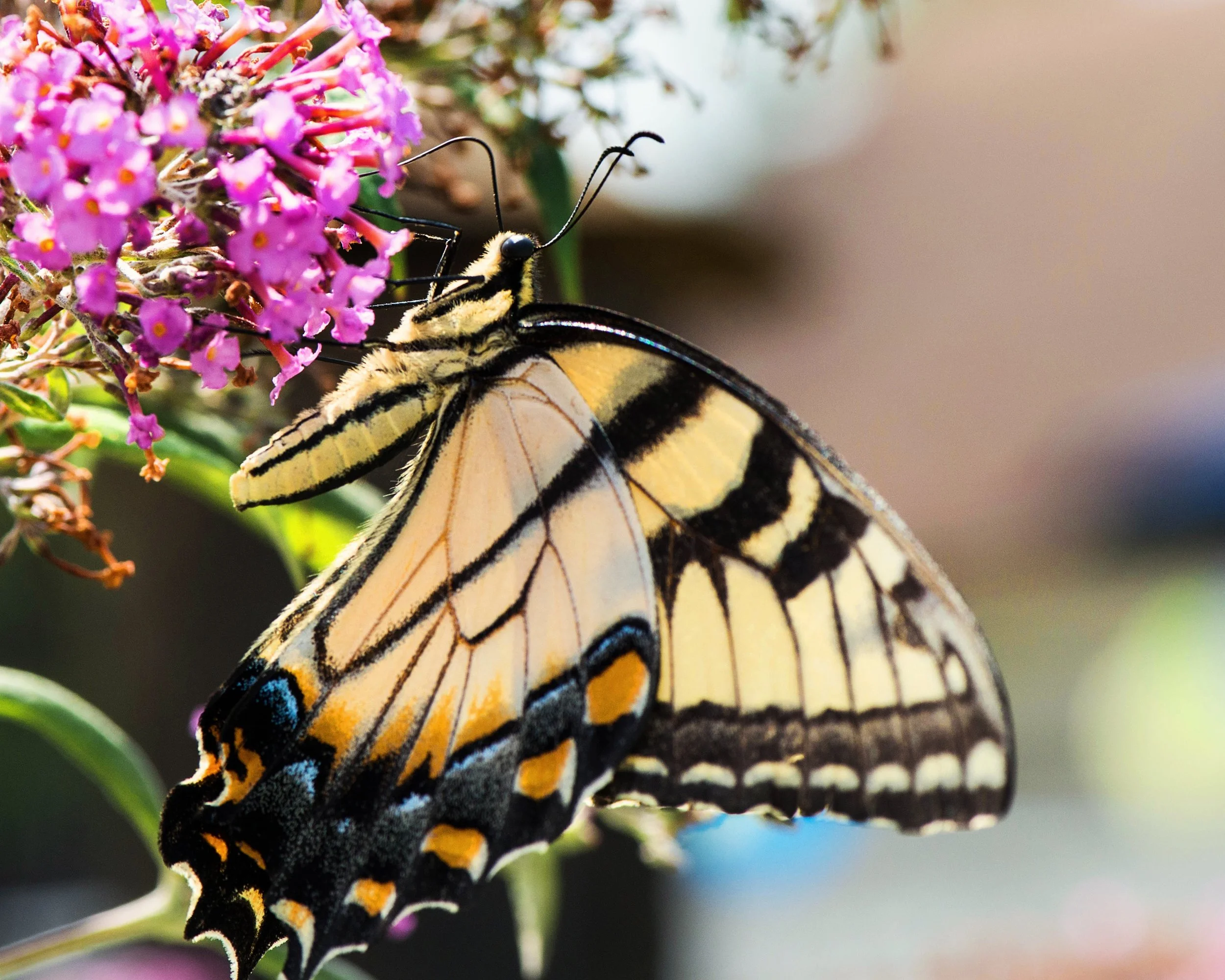 butterfly.jpg
