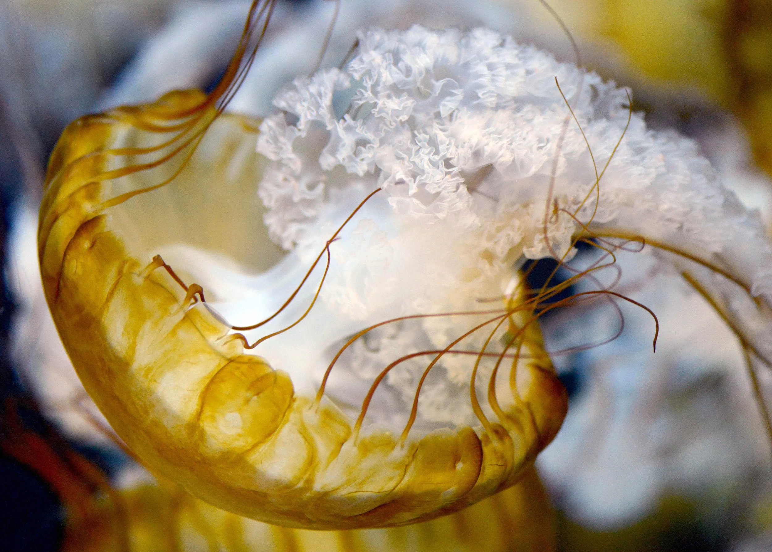 jelly 2.jpg