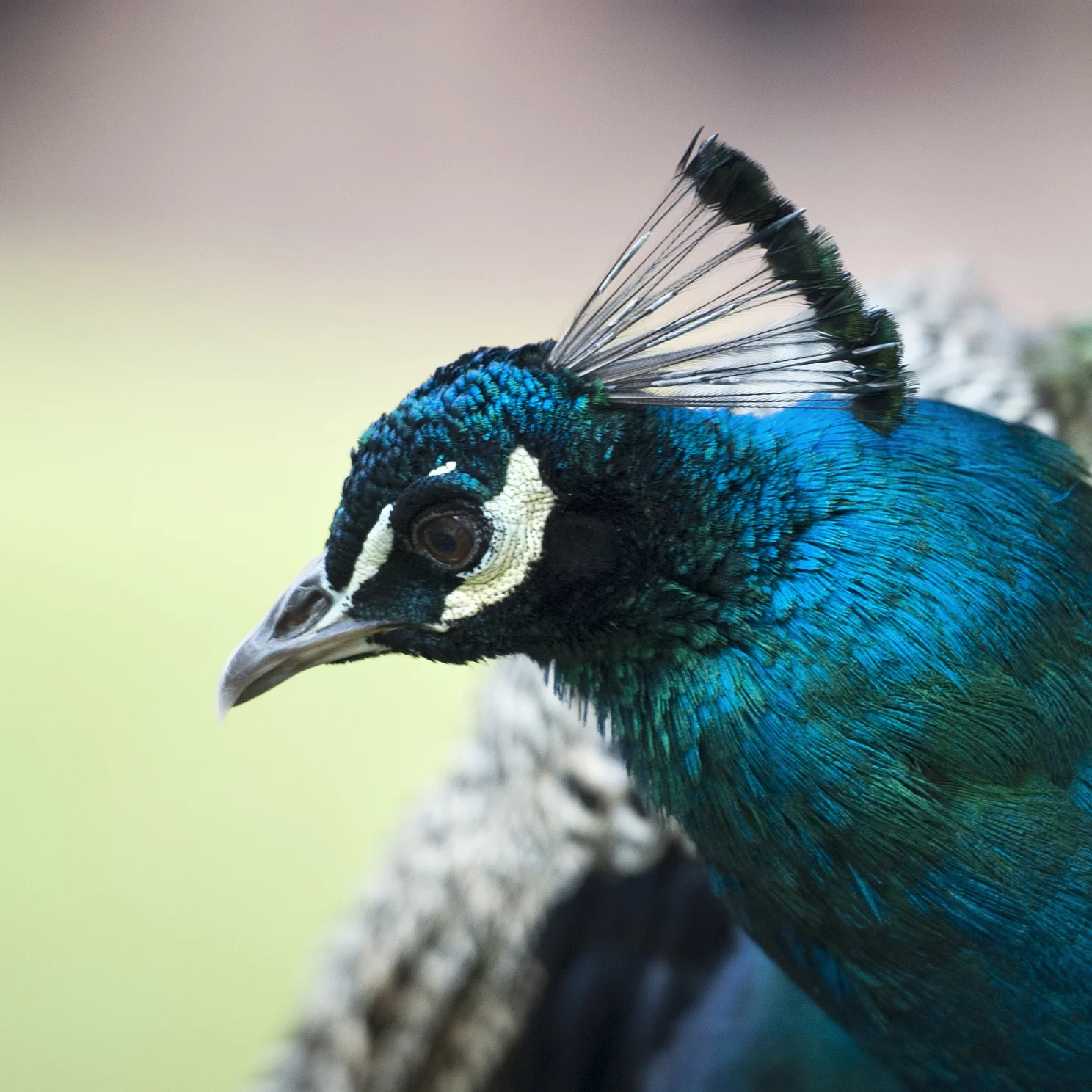 peacock 2.jpg