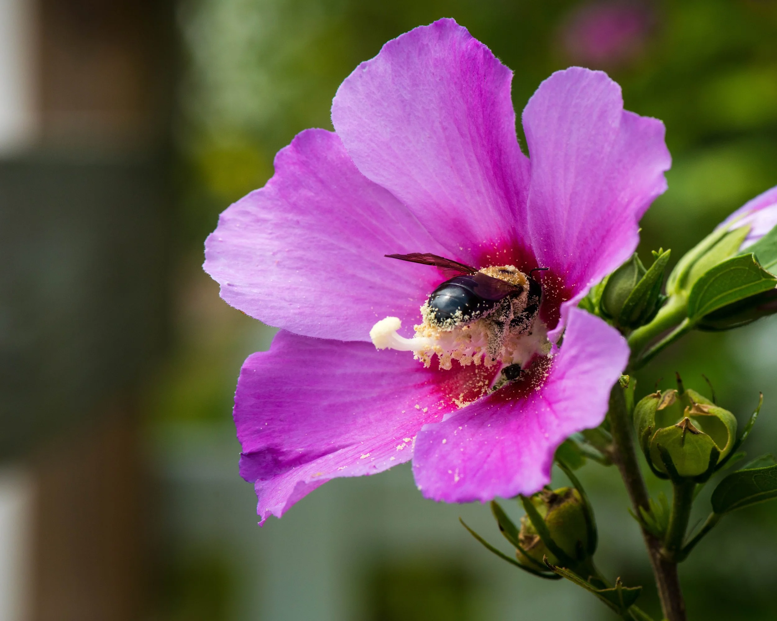 bee 1.jpg