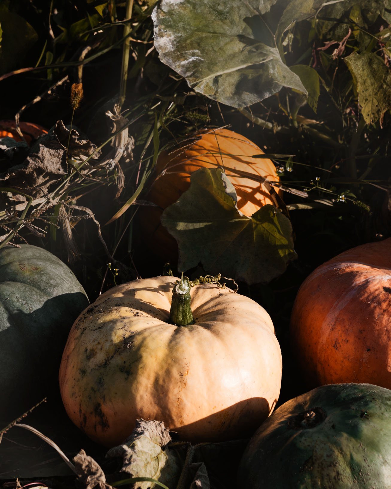 Saviez-vous que... le temps moyen de pr&eacute;paration d'un costume d'Halloween est &eacute;quivalent &agrave; celui pour pr&eacute;parer une s&eacute;ance photo cr&eacute;ative? 

&Agrave; travers citrouilles, costumes, d&eacute;corations et bonbon