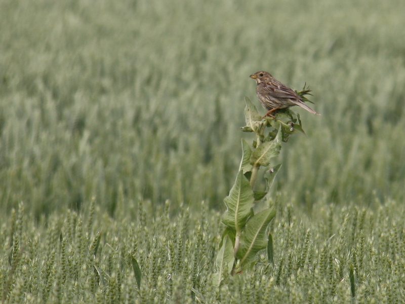 Bruant proyer (Laurent Raty).